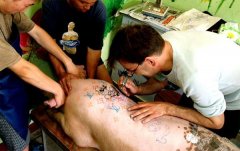  艺术家给猪纹身：一张猪皮价值100万 