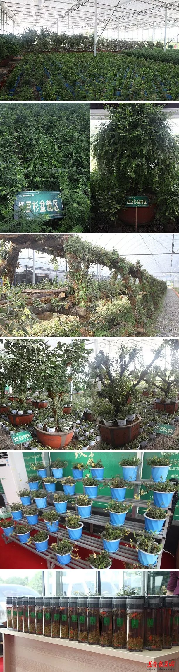 直销专业网,绿之韵,铁皮石斛,种植基地,大健康
