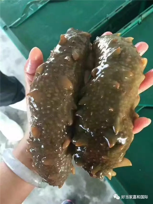 好当家大健康招商会议遇上了海参捕捞，热闹了！