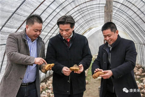康美来大别山桑黄基地昨日采收