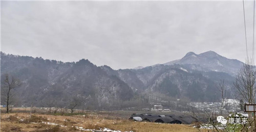 康美来大别山桑黄基地昨日采收