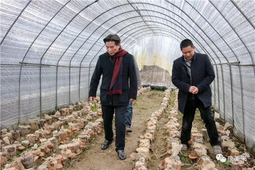 康美来大别山桑黄基地昨日采收