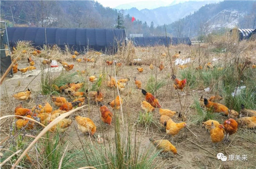康美来余春富董事长视察云湶谷土鸡场