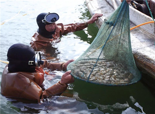 好海参“荣成智选”丨好当家上榜2018山东名牌产品！