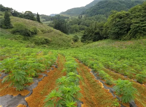 康恩贝2.4万亩工业大麻种植顺利完成