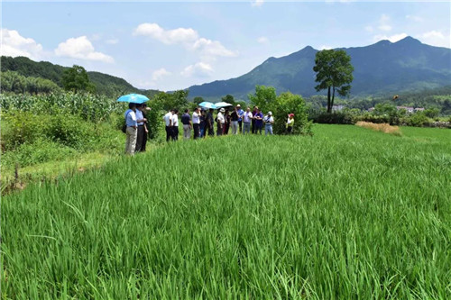 中央媒体走进康美来大别山乡村振兴产业基地