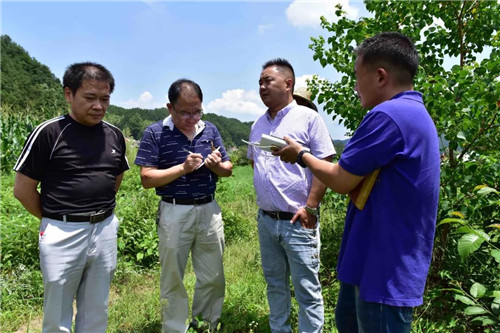 中央媒体走进康美来大别山乡村振兴产业基地