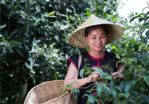 理想聚焦“茶叶+三七+大麻”三棵植物，打造绿色食品牌，共建理想生活