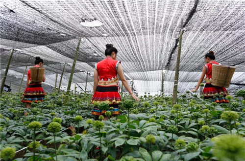 理想聚焦“茶叶+三七+大麻”三棵植物，打造绿色食品牌，共建理想生活