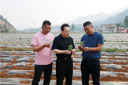 人大代表焦家良专项实地调研，编写了《关于加大昆明市工业大麻产业发展的建议》的议案